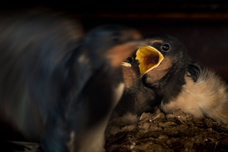 Barn swallow (Hirundo Rustica) at nest.