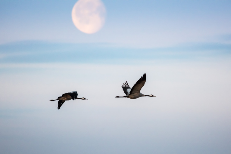 Cranes (Grus grus) iin sunrise. Pulken Natur Reserv.
