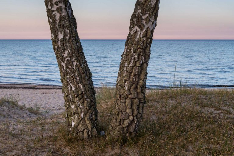 The twin birch trees on the shore of Hanöbukten.