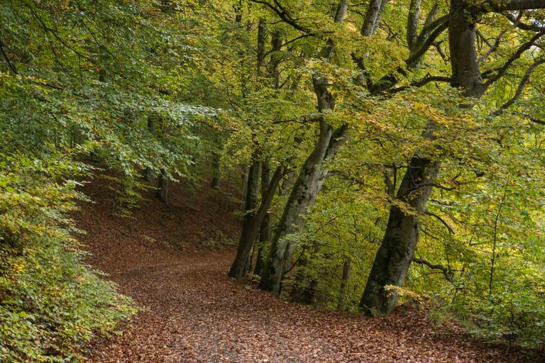 Beech forest at Gyllebodasjön on Österlen.