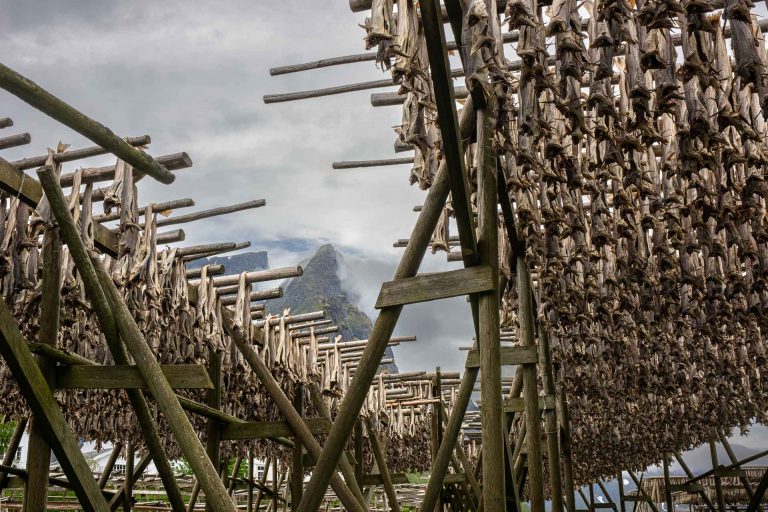 Drying fish in Reine, Lofoten, Norway.