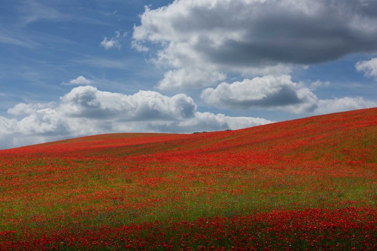 Crackling poppy fields in Rörum on Österlen in Skåne.