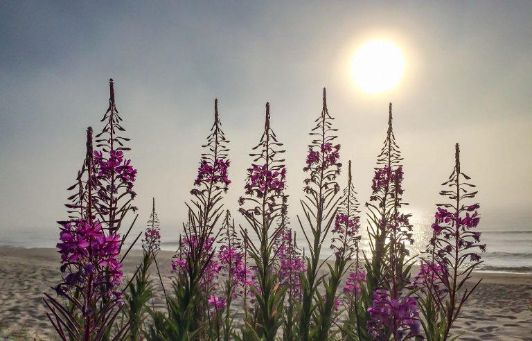 Fireweed / 3573