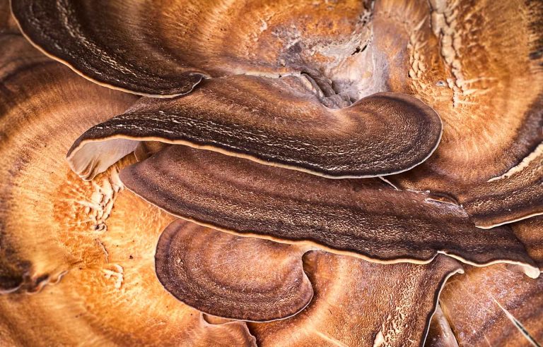 Bracket fungi / 7058