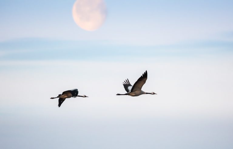 Cranes in the morning sun / 3399