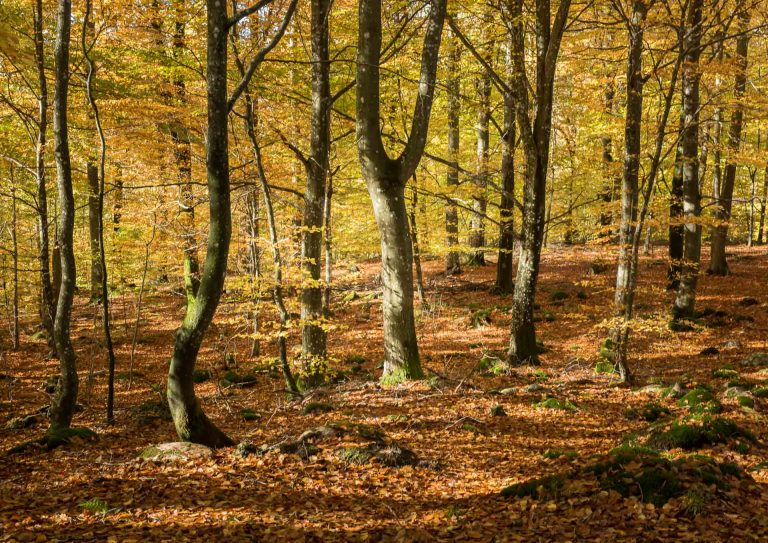 Höst i bokskog 8148