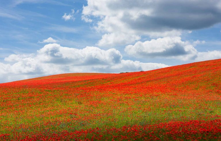 Vallmofält 2876-HDR